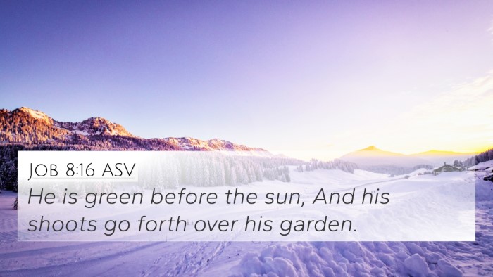 Job 8:16 ASV Bible Verse Image