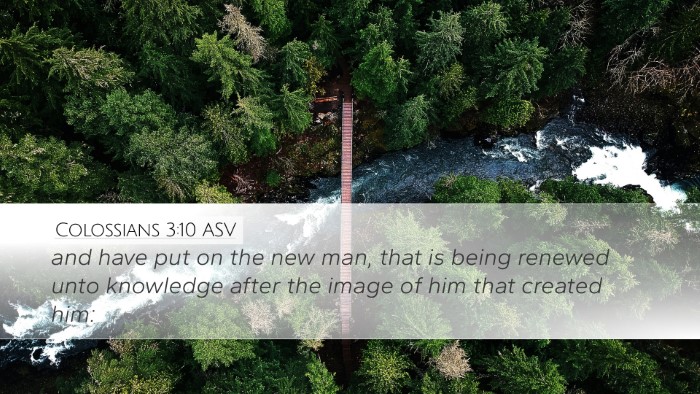 Colossians 3:10 ASV Bible Verse Image