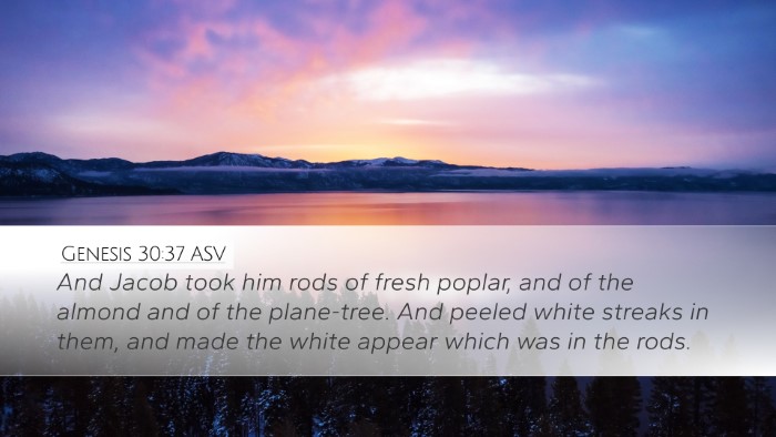 Genesis 30:37 ASV Bible Verse Image