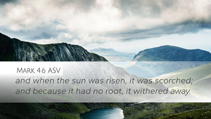 Mark 4:6 ASV Bible Verse Image