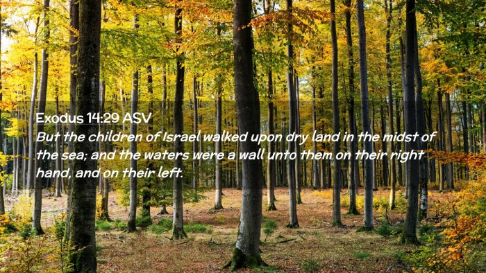 Picture 02 - Exodus 14:29 ASV Desktop Wallpaper - But the children of Israel walked upon dry land - Desktop Bible Verse Wallpaper