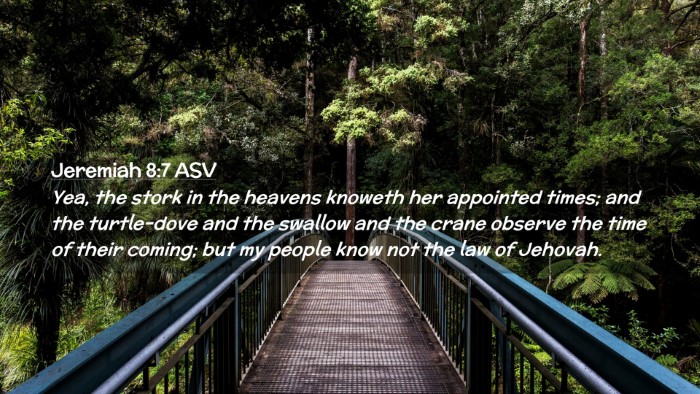 Picture 02 - Jeremiah 8:7 ASV Desktop Wallpaper - Yea, the stork in the heavens knoweth her - Desktop Bible Verse Wallpaper