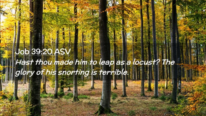 Picture 02 - Job 39:20 ASV Desktop Wallpaper - Hast thou made him to leap as a locust? The glory - Desktop Bible Verse Wallpaper