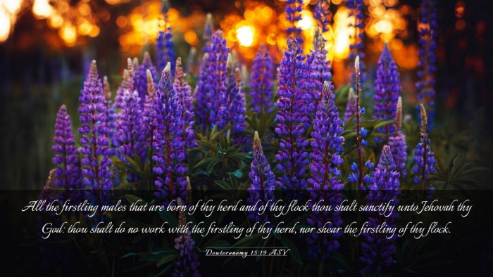Picture 03 - Deuteronomy 15:19 ASV Desktop Wallpaper - All the firstling males that are born of thy herd - Desktop Bible Verse Wallpaper