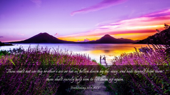 Picture 03 - Deuteronomy 22:4 ASV Desktop Wallpaper - Thou shalt not see thy brother's ass or his ox - Desktop Bible Verse Wallpaper