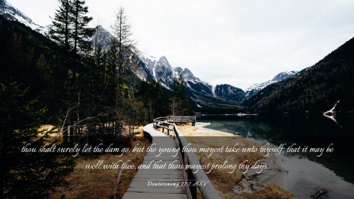 Picture 03 - Deuteronomy 22:7 ASV Desktop Wallpaper - thou shalt surely let the dam go, but the young - Desktop Bible Verse Wallpaper