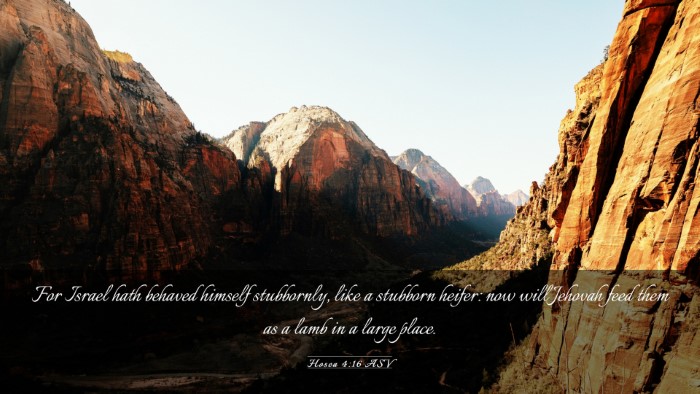 Picture 03 - Hosea 4:16 ASV Desktop Wallpaper - For Israel hath behaved himself stubbornly, like - Desktop Bible Verse Wallpaper