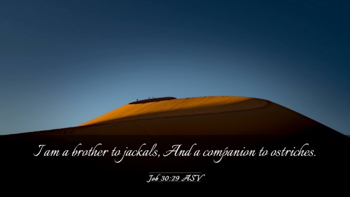 Picture 03 - Job 30:29 ASV Desktop Wallpaper - I am a brother to jackals, And a companion to - Desktop Bible Verse Wallpaper