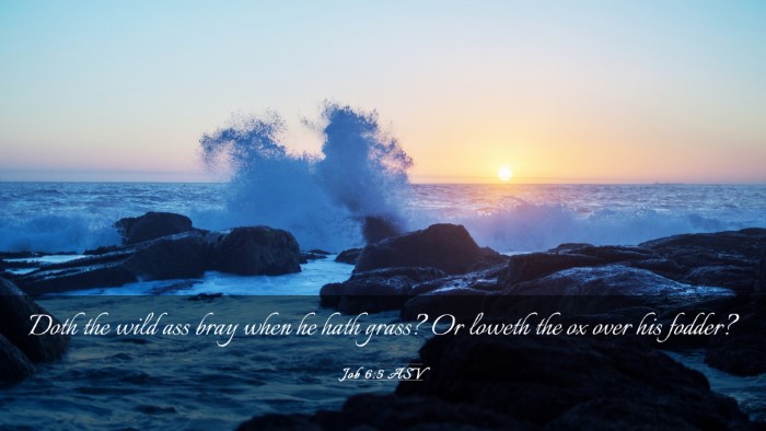 Picture 03 - Job 6:5 ASV Desktop Wallpaper - Doth the wild ass bray when he hath grass? Or - Desktop Bible Verse Wallpaper