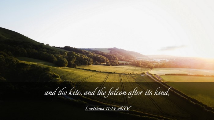 Picture 03 - Leviticus 11:14 ASV Desktop Wallpaper - and the kite, and the falcon after its - Desktop Bible Verse Wallpaper