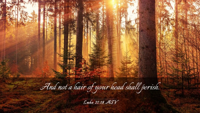 Picture 03 - Luke 21:18 ASV Desktop Wallpaper - And not a hair of your head shall - Desktop Bible Verse Wallpaper