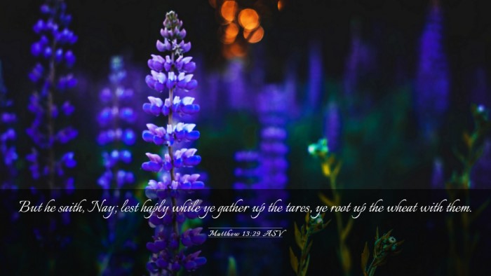 Picture 03 - Matthew 13:29 ASV Desktop Wallpaper - But he saith, Nay; lest haply while ye gather up - Desktop Bible Verse Wallpaper