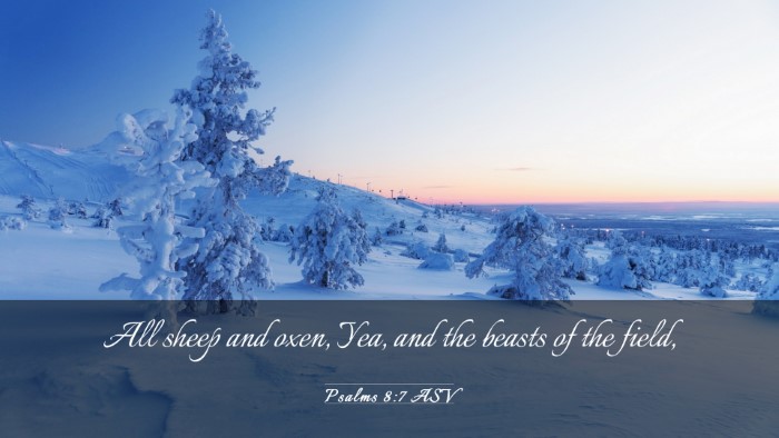 Picture 03 - Psalms 8:7 ASV Desktop Wallpaper - All sheep and oxen, Yea, and the beasts of the - Desktop Bible Verse Wallpaper