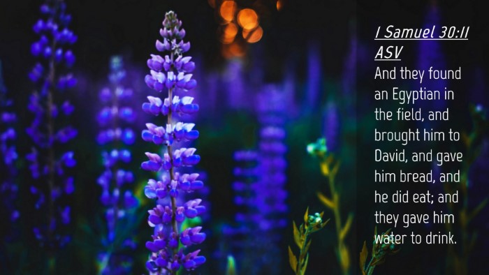Picture 04 - 1 Samuel 30:11 ASV Desktop Wallpaper - And they found an Egyptian in the field, and - Desktop Bible Verse Wallpaper
