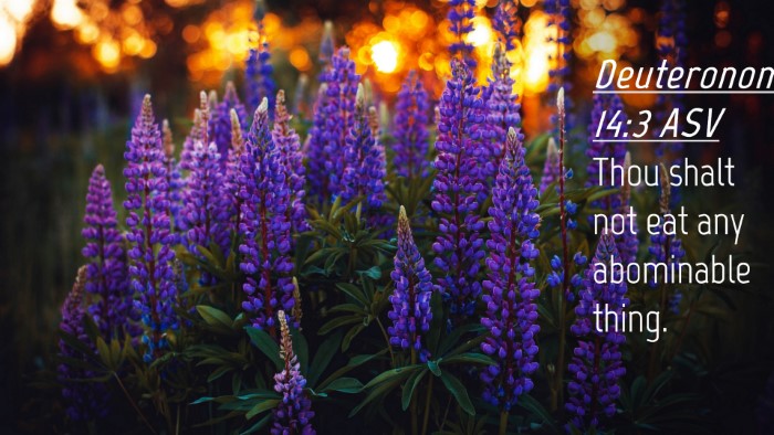 Picture 04 - Deuteronomy 14:3 ASV Desktop Wallpaper - Thou shalt not eat any abominable - Desktop Bible Verse Wallpaper