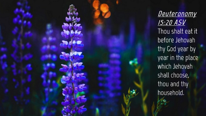 Picture 04 - Deuteronomy 15:20 ASV Desktop Wallpaper - Thou shalt eat it before Jehovah thy God year by - Desktop Bible Verse Wallpaper