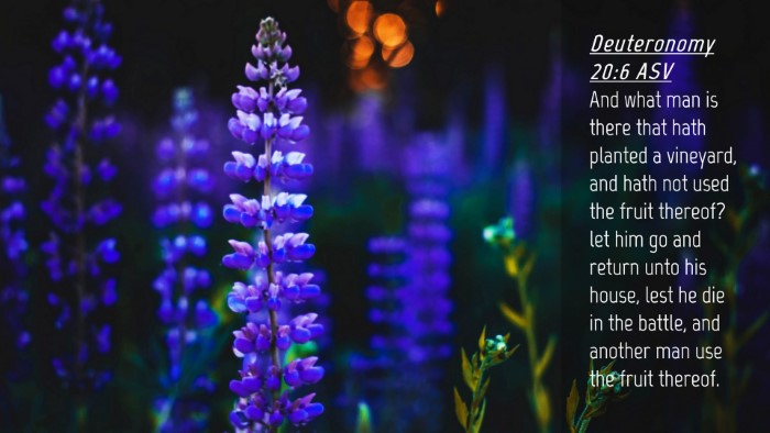 Picture 04 - Deuteronomy 20:6 ASV Desktop Wallpaper - And what man is there that hath planted a - Desktop Bible Verse Wallpaper