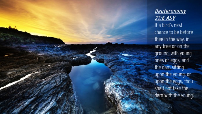 Picture 04 - Deuteronomy 22:6 ASV Desktop Wallpaper - If a bird's nest chance to be before thee in the - Desktop Bible Verse Wallpaper