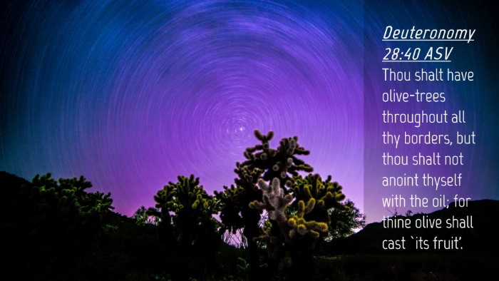 Picture 04 - Deuteronomy 28:40 ASV Desktop Wallpaper - Thou shalt have olive-trees throughout all thy - Desktop Bible Verse Wallpaper