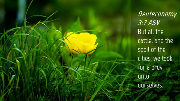 Picture 04 - Deuteronomy 3:7 ASV Desktop Wallpaper - But all the cattle, and the spoil of the cities, - Desktop Bible Verse Wallpaper