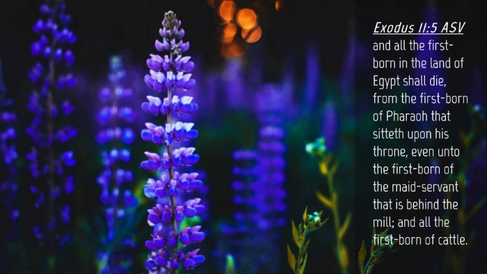Picture 04 - Exodus 11:5 ASV Desktop Wallpaper - and all the first-born in the land of Egypt shall - Desktop Bible Verse Wallpaper