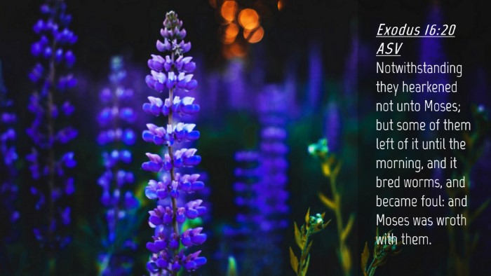 Picture 04 - Exodus 16:20 ASV Desktop Wallpaper - Notwithstanding they hearkened not unto Moses; - Desktop Bible Verse Wallpaper