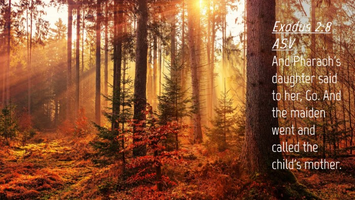 Picture 04 - Exodus 2:8 ASV Desktop Wallpaper - And Pharaoh's daughter said to her, Go. And the - Desktop Bible Verse Wallpaper