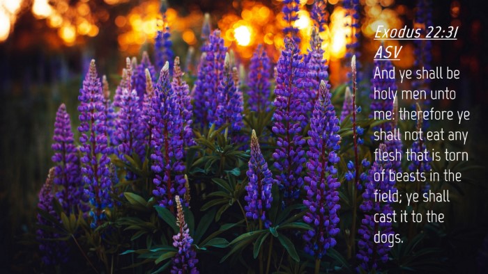 Picture 04 - Exodus 22:31 ASV Desktop Wallpaper - And ye shall be holy men unto me: therefore ye - Desktop Bible Verse Wallpaper