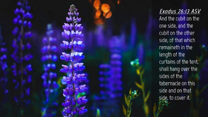 Picture 04 - Exodus 26:13 ASV Desktop Wallpaper - And the cubit on the one side, and the cubit on - Desktop Bible Verse Wallpaper