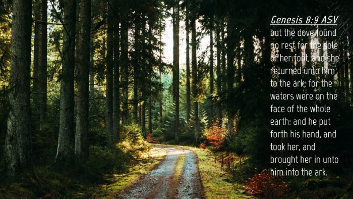 Picture 04 - Genesis 8:9 ASV Desktop Wallpaper - but the dove found no rest for the sole of her - Desktop Bible Verse Wallpaper
