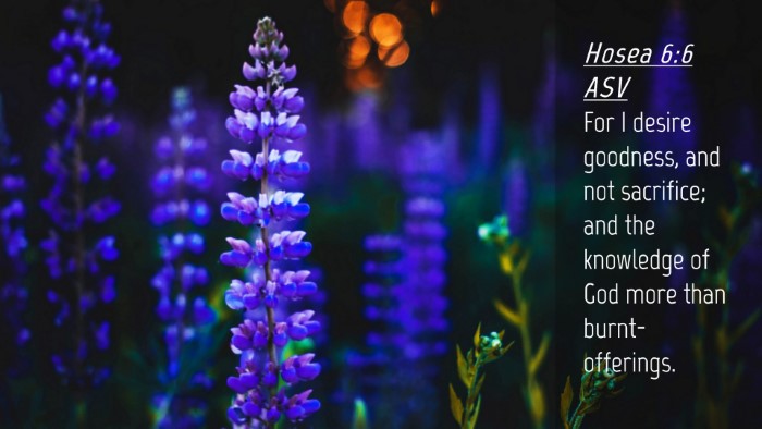 Picture 04 - Hosea 6:6 ASV Desktop Wallpaper - For I desire goodness, and not sacrifice; and the - Desktop Bible Verse Wallpaper