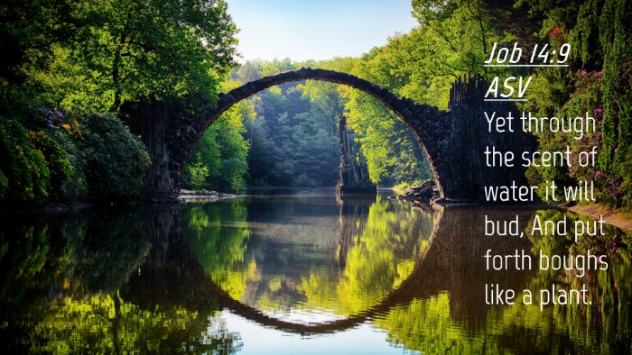 Picture 04 - Job 14:9 ASV Desktop Wallpaper - Yet through the scent of water it will bud, And - Desktop Bible Verse Wallpaper