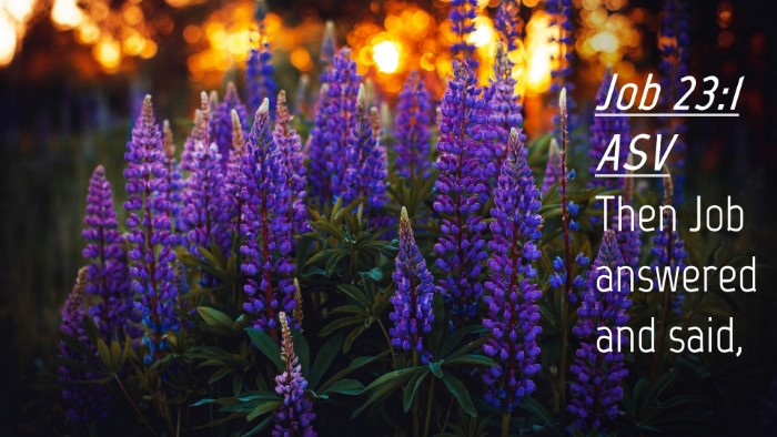 Picture 04 - Job 23:1 ASV Desktop Wallpaper - Then Job answered and - Desktop Bible Verse Wallpaper