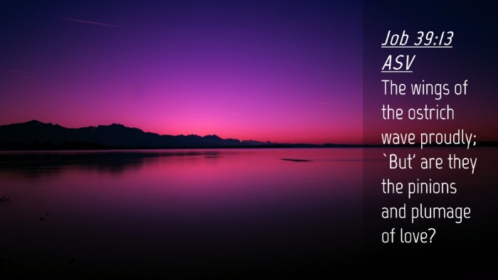 Picture 04 - Job 39:13 ASV Desktop Wallpaper - The wings of the ostrich wave proudly; `But' are - Desktop Bible Verse Wallpaper