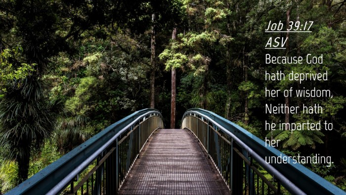 Picture 04 - Job 39:17 ASV Desktop Wallpaper - Because God hath deprived her of wisdom, Neither - Desktop Bible Verse Wallpaper