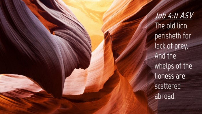 Picture 04 - Job 4:11 ASV Desktop Wallpaper - The old lion perisheth for lack of prey, And the - Desktop Bible Verse Wallpaper
