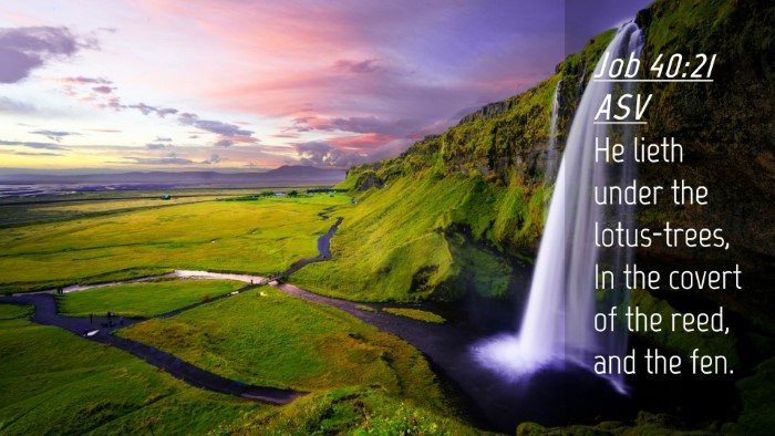 Picture 04 - Job 40:21 ASV Desktop Wallpaper - He lieth under the lotus-trees, In the covert of - Desktop Bible Verse Wallpaper