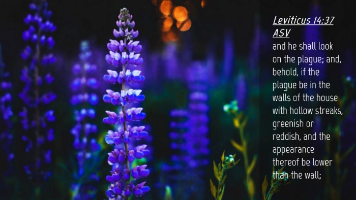 Picture 04 - Leviticus 14:37 ASV Desktop Wallpaper - and he shall look on the plague; and, behold, if - Desktop Bible Verse Wallpaper