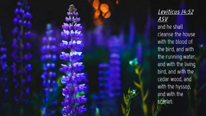 Picture 04 - Leviticus 14:52 ASV Desktop Wallpaper - and he shall cleanse the house with the blood of - Desktop Bible Verse Wallpaper