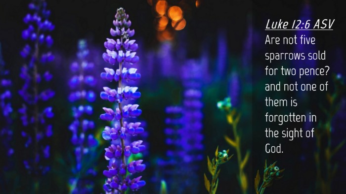 Picture 04 - Luke 12:6 ASV Desktop Wallpaper - Are not five sparrows sold for two pence? and not - Desktop Bible Verse Wallpaper
