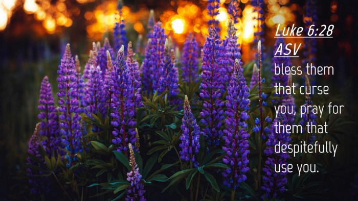 Picture 04 - Luke 6:28 ASV Desktop Wallpaper - bless them that curse you, pray for them that - Desktop Bible Verse Wallpaper