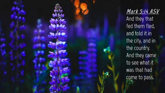 Picture 04 - Mark 5:14 ASV Desktop Wallpaper - And they that fed them fled, and told it in the - Desktop Bible Verse Wallpaper