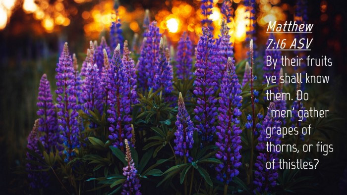Picture 04 - Matthew 7:16 ASV Desktop Wallpaper - By their fruits ye shall know them. Do `men' - Desktop Bible Verse Wallpaper
