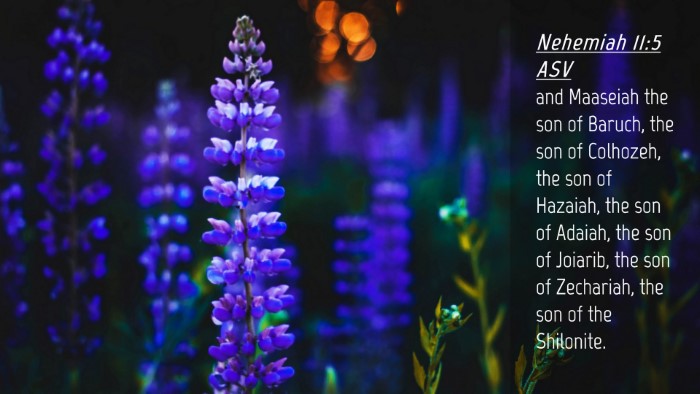 Picture 04 - Nehemiah 11:5 ASV Desktop Wallpaper - and Maaseiah the son of Baruch, the son of - Desktop Bible Verse Wallpaper
