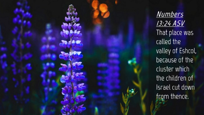 Picture 04 - Numbers 13:24 ASV Desktop Wallpaper - That place was called the valley of Eshcol, - Desktop Bible Verse Wallpaper