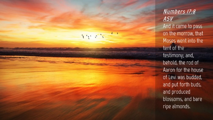 Picture 04 - Numbers 17:8 ASV Desktop Wallpaper - And it came to pass on the morrow, that Moses - Desktop Bible Verse Wallpaper