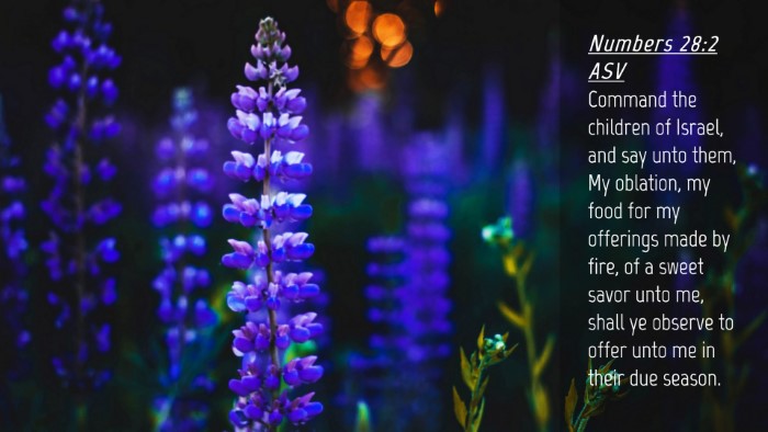 Picture 04 - Numbers 28:2 ASV Desktop Wallpaper - Command the children of Israel, and say unto - Desktop Bible Verse Wallpaper