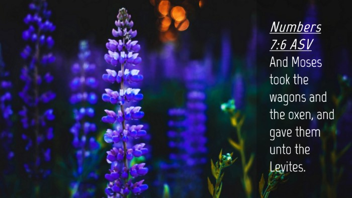 Picture 04 - Numbers 7:6 ASV Desktop Wallpaper - And Moses took the wagons and the oxen, and gave - Desktop Bible Verse Wallpaper