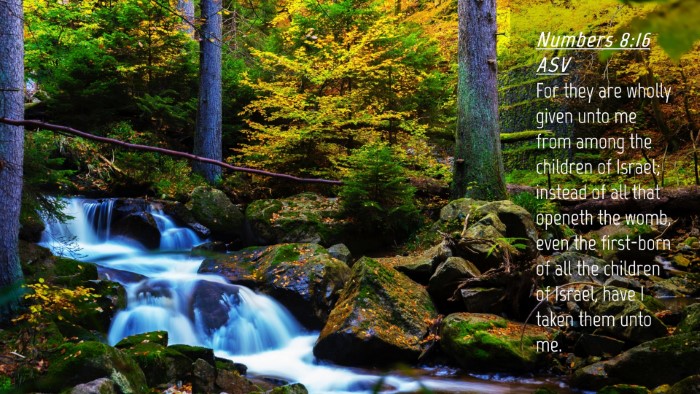 Picture 04 - Numbers 8:16 ASV Desktop Wallpaper - For they are wholly given unto me from among the - Desktop Bible Verse Wallpaper