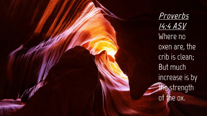 Picture 04 - Proverbs 14:4 ASV Desktop Wallpaper - Where no oxen are, the crib is clean; But much - Desktop Bible Verse Wallpaper